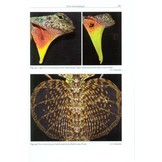 Lizards of Peninsular Malaysia, Singapore and their Adjacent Archipelagos
