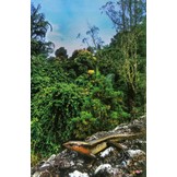 Lizards of Peninsular Malaysia, Singapore and their Adjacent Archipelagos