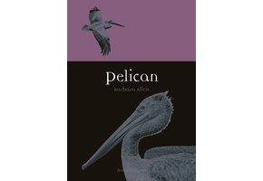 Pelican