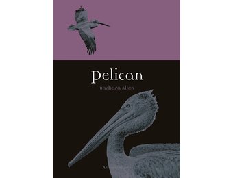 Pelican