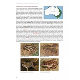 Photographic Field Guide to Australian Frogs