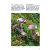 ANWB Paddenstoelengids - alles over het vinden, herkennen, verzamelen en gebruik