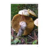 ANWB Paddenstoelengids - alles over het vinden, herkennen, verzamelen en gebruik