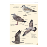 Handboek Meeuwen van Europa, Noord-Afrika en het Midden-Oosten