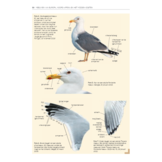 Handboek Meeuwen van Europa, Noord-Afrika en het Midden-Oosten