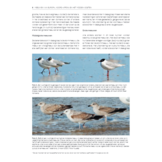 Handboek Meeuwen van Europa, Noord-Afrika en het Midden-Oosten