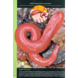 Kinabalu - The Natural History, Ecology and Biodiversity of a World Heritage Mountain