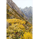 Kinabalu - The Natural History, Ecology and Biodiversity of a World Heritage Mountain