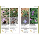 A Field Guide to the Plants of Armenia
