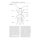 ANWB Insectengids - ruim 1.500 afbeeldingen, vaak ook larven en poppen