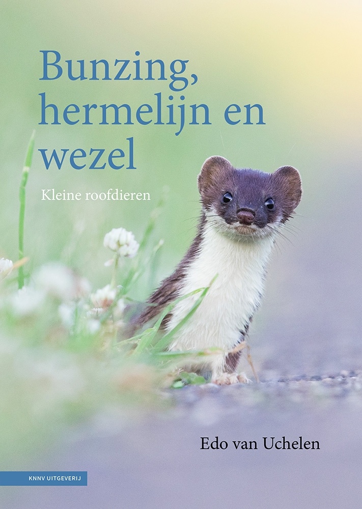 Bunzing, hermelijn en wezel - Kleine roofdieren