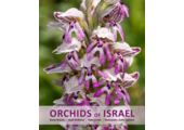 Orchids of Israel
