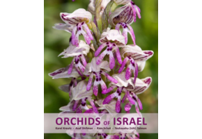 Orchids of Israel