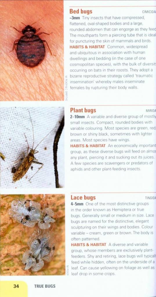 Insects of East Africa