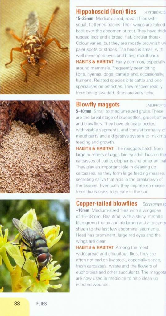 Insects of East Africa