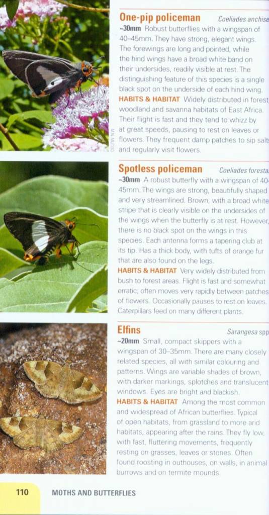 Insects of East Africa