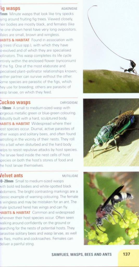 Insects of East Africa