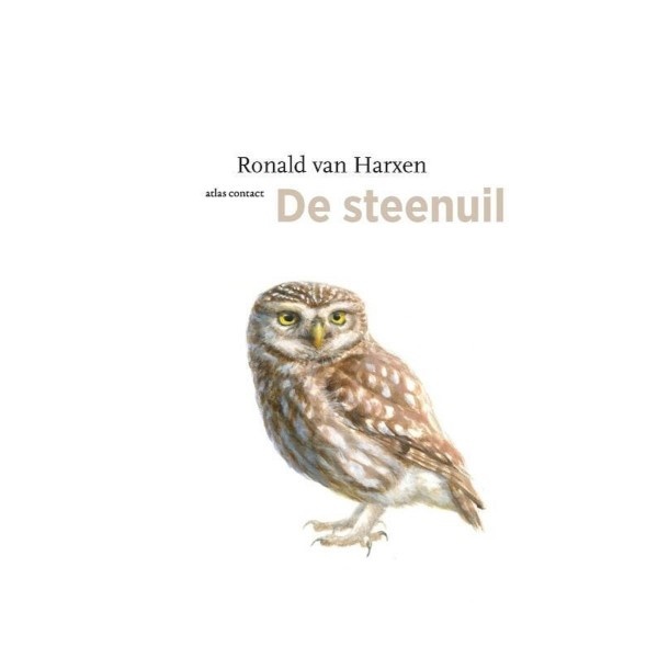 De Steenuil