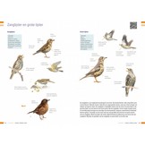 Veldgids Vogels vergelijken - Herken soorten die op elkaar lijken