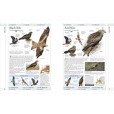 RSPB Complete Birds of Britain and Europe