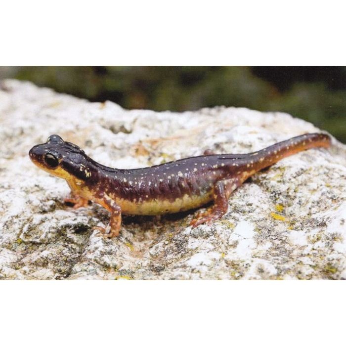 Threatened Newts and Salamanders, Volume 3: Captive Care Management / Gefährdete Molch- und Salamanderarten der Welt, Band 3: Richtlinien für Erhaltungszuchten