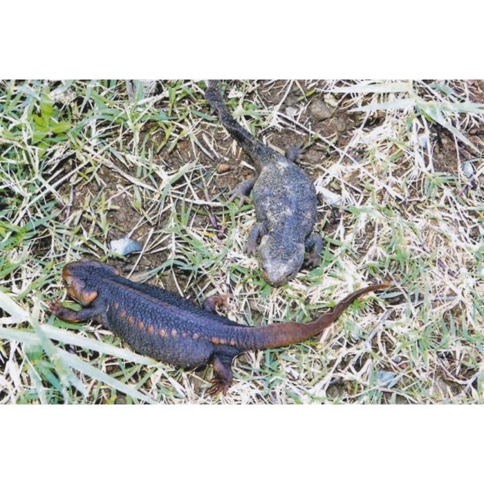 Threatened Newts and Salamanders, Volume 3: Captive Care Management / Gefährdete Molch- und Salamanderarten der Welt, Band 3: Richtlinien für Erhaltungszuchten