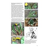 Field Handbook to British and Irish Dandelions - BSBI Handbook No. 23