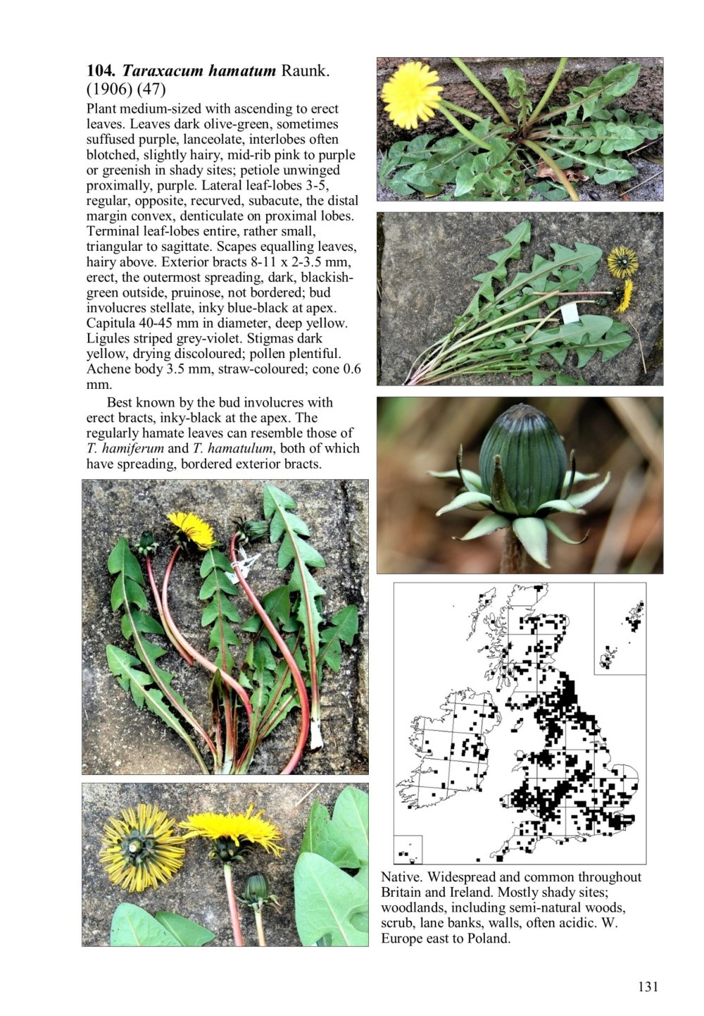 Field Handbook to British and Irish Dandelions - BSBI Handbook No. 23