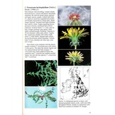 Field Handbook to British and Irish Dandelions - BSBI Handbook No. 23