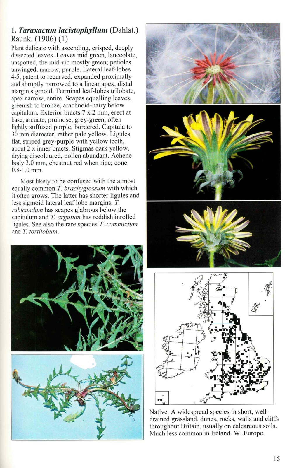 Field Handbook to British and Irish Dandelions - BSBI Handbook No. 23