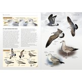 Gulls of Europe, North Africa, and the Middle East