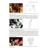 Lichens - An Illustrated Guide to the British and Irish Species