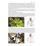 Lichens - An Illustrated Guide to the British and Irish Species