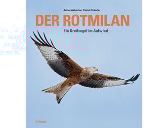 Der Rotmilan