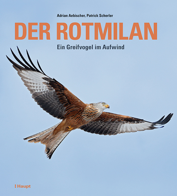 Der Rotmilan - Ein Greifvogel im Aufwind