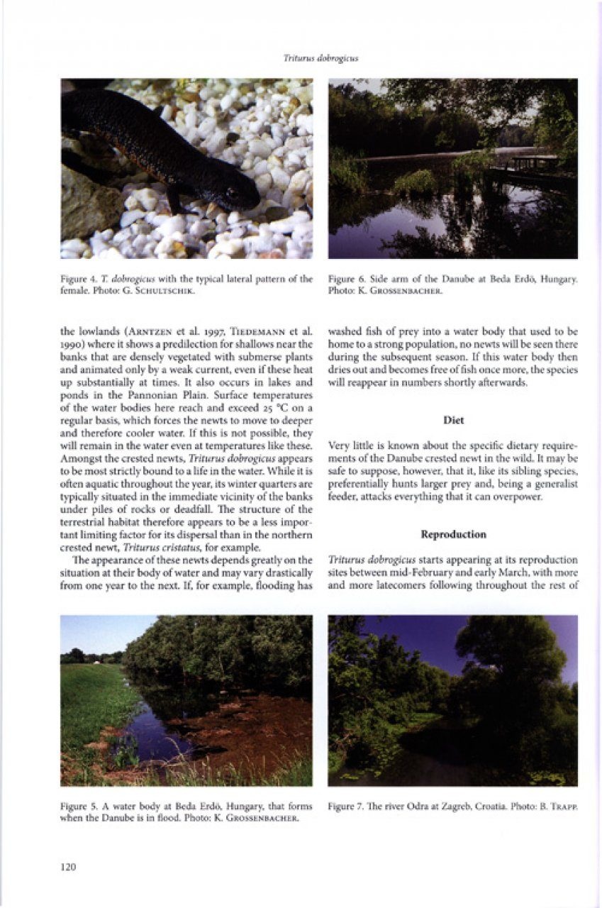 Threatened Newts and Salamanders - Guidelines for Conservation Breeding