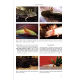 Threatened Newts and Salamanders - Guidelines for Conservation Breeding