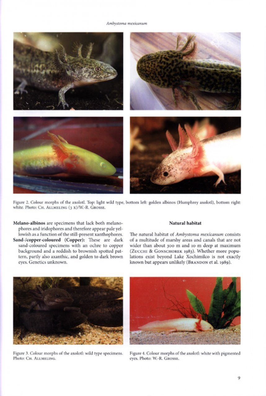 Threatened Newts and Salamanders - Guidelines for Conservation Breeding
