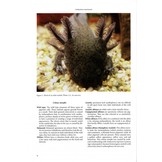 Threatened Newts and Salamanders - Guidelines for Conservation Breeding