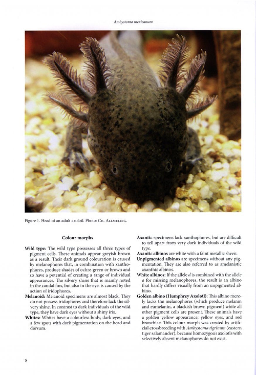 Threatened Newts and Salamanders - Guidelines for Conservation Breeding