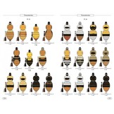 Bumblebees of Europe and neighbouring regions - Hymenoptera of Europe, Volume 3