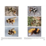 Bumblebees of Europe and neighbouring regions - Hymenoptera of Europe, Volume 3