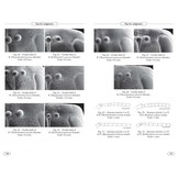 Bumblebees of Europe and neighbouring regions - Hymenoptera of Europe, Volume 3