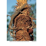 The Book of Monitor Lizards