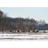 Kraanvogels in Nederland - Een unieke, maar kwetsbare ontwikkeling