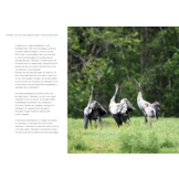 Kraanvogels in Nederland - Een unieke, maar kwetsbare ontwikkeling