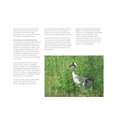 Kraanvogels in Nederland - Een unieke, maar kwetsbare ontwikkeling
