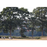 Kraanvogels in Nederland - Een unieke, maar kwetsbare ontwikkeling