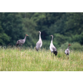 Kraanvogels in Nederland - Een unieke, maar kwetsbare ontwikkeling