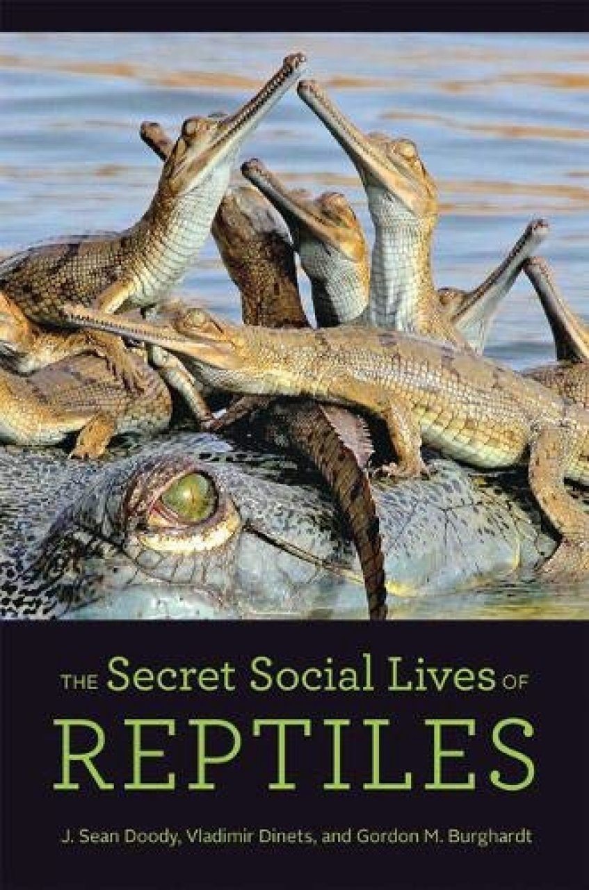 Social lizards deals